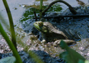 frog in mud