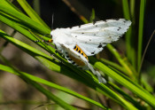 white moth on grass