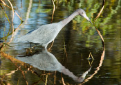Wading gray bird