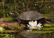 Turtle on lilly pads