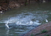 White birds in river