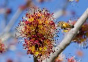 yellow and pink flower with bee