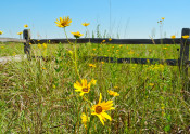 Sunflowers in front of fence