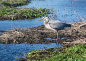 wading white bird