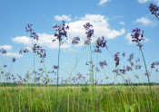 pretty purple flowers in front of blue skies